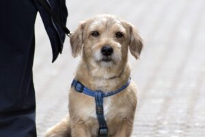 Der Hund auf Reisen - so transportiert man den Vierbeiner sicher im Auto
